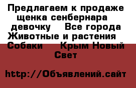 Предлагаем к продаже щенка сенбернара - девочку. - Все города Животные и растения » Собаки   . Крым,Новый Свет